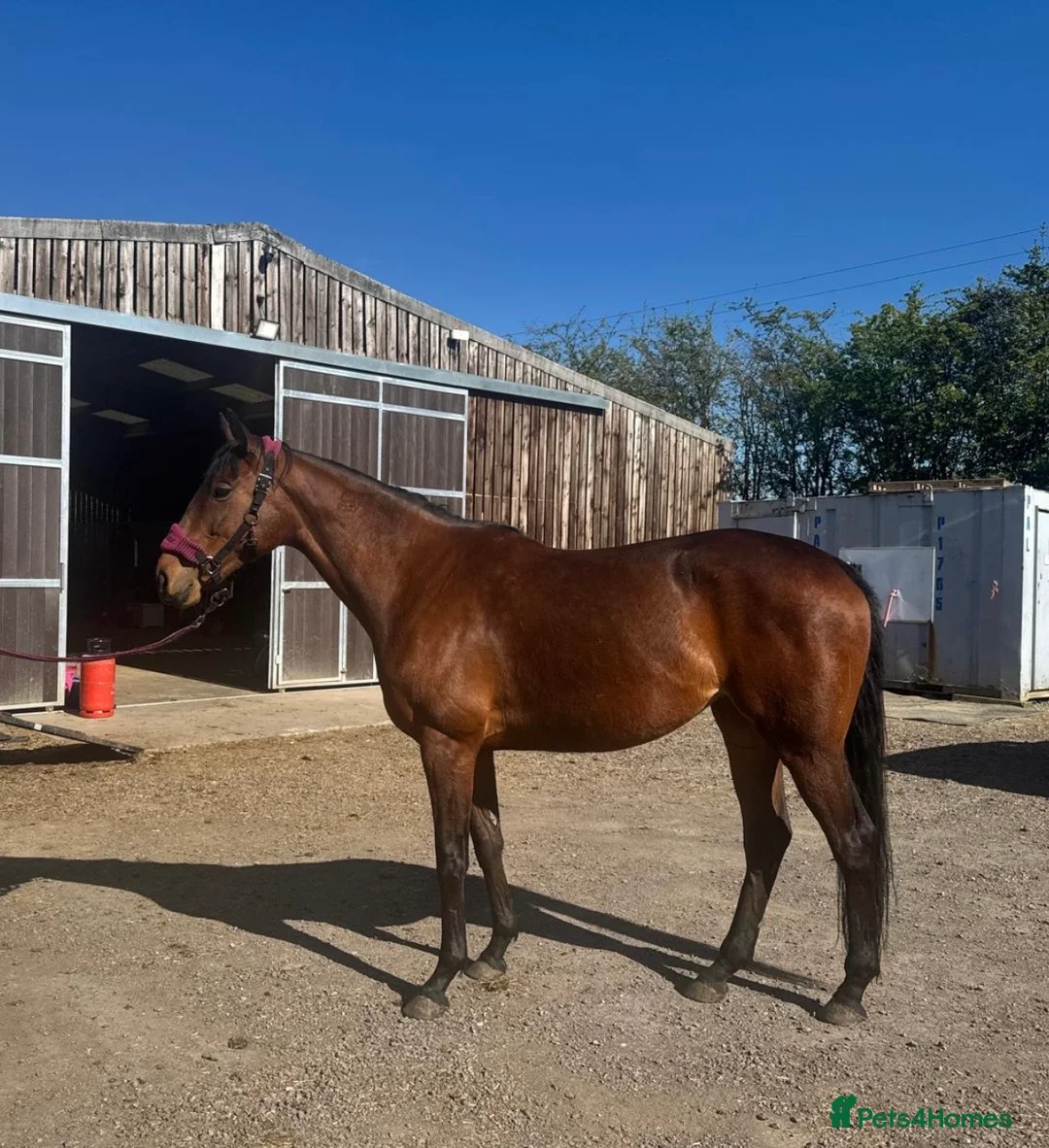 English Thoroughbred horses for sale: Companion / project for experienced home only - Advert 1