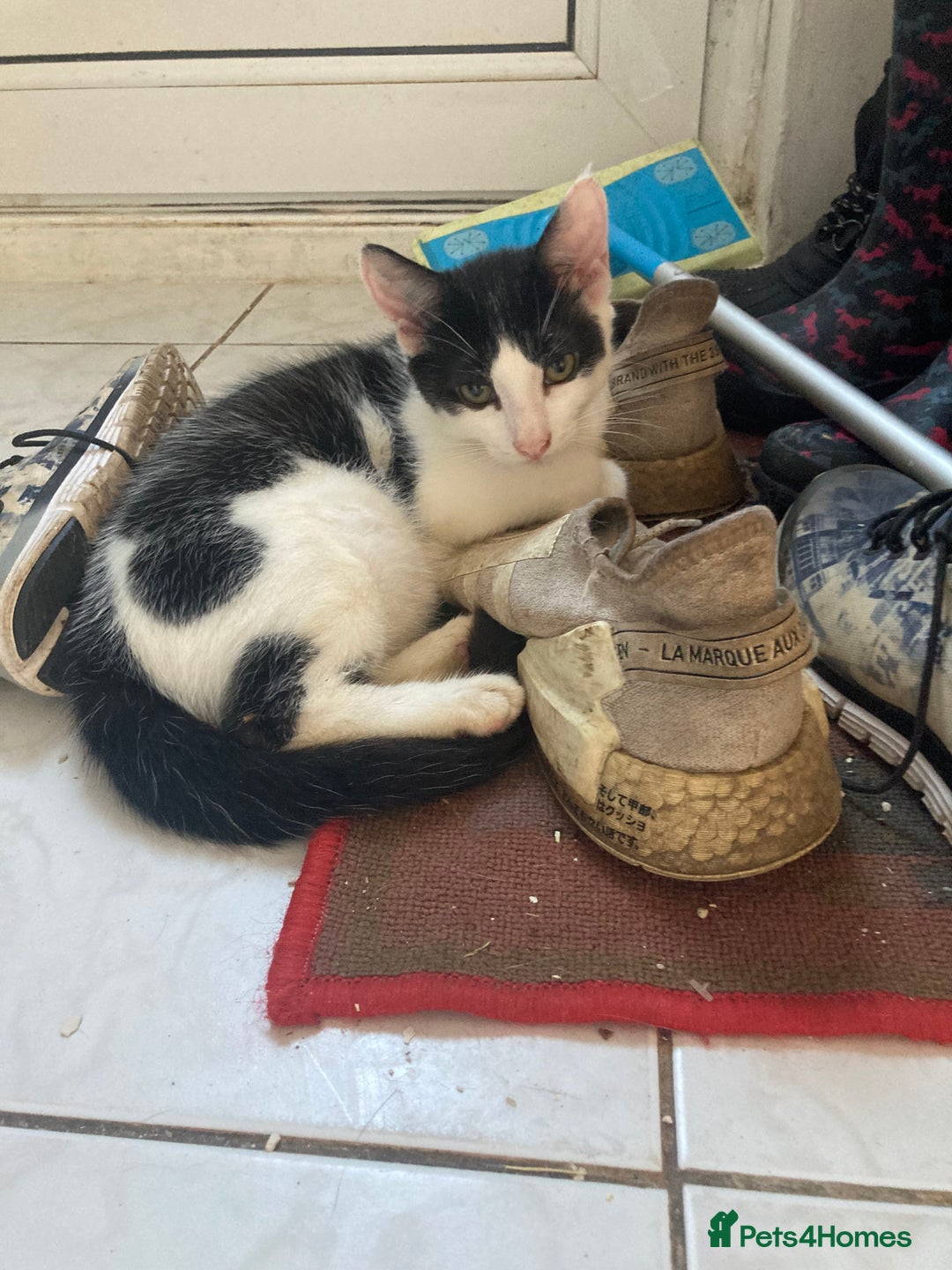 Domestic Shorthair cats for sale: 3 kittens for sale  - Image 9