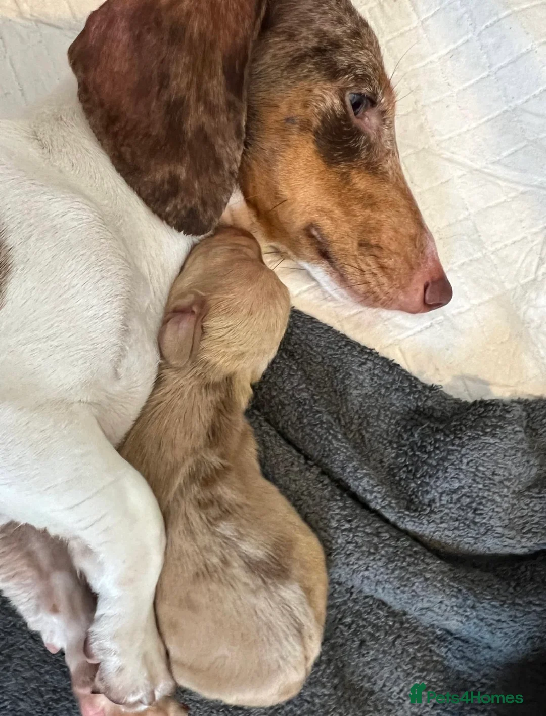 Miniature Dachshund dogs for sale: KC reg Cream dapple  - Advert 2