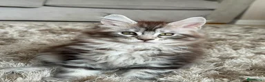 Maine Coon 2