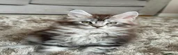 Maine Coon cats for sale: Tica registered  - Advert 2