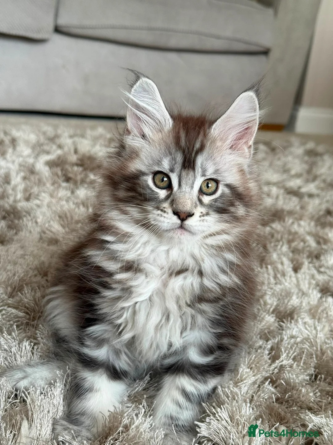 Maine Coon cats for sale: Tica registered  - Advert 2