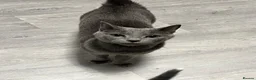 Russian Blue cats for sale: 🐾 Beautiful Russian Blue Kittens 😻 in Willenhall - Advert 2