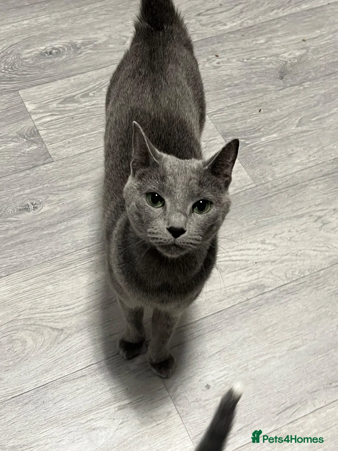 Russian Blue cats for sale: 🐾 Beautiful Russian Blue Kittens 😻 in Willenhall - Advert 2