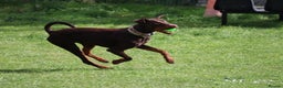 Dobermann dogs for sale: Denzel the male dobe - Advert 12