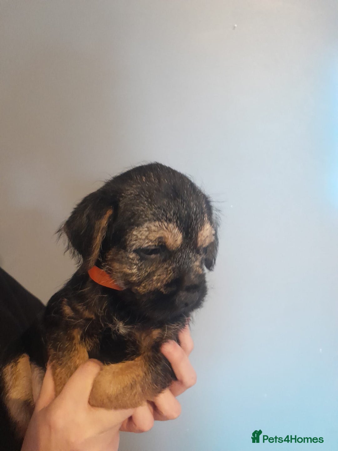 Border Terrier dogs for sale: Kc Reg Border Terrier Puppies  - Advert 5