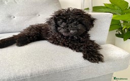 Toy Poodle dogs for sale: Cute Toy Poodle For Rehome - Image 2