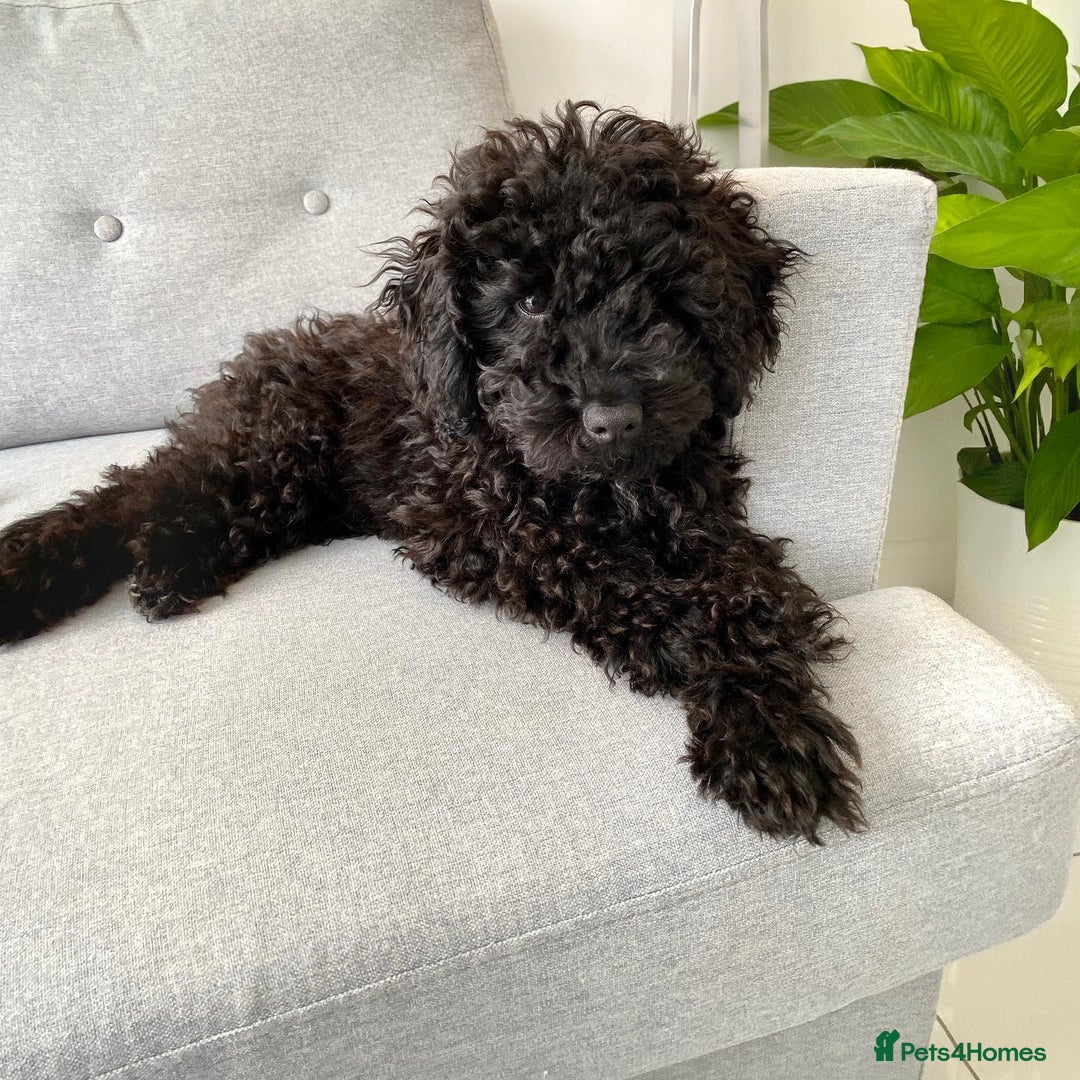 Toy Poodle dogs for sale: Cute Toy Poodle For Rehome - Image 2
