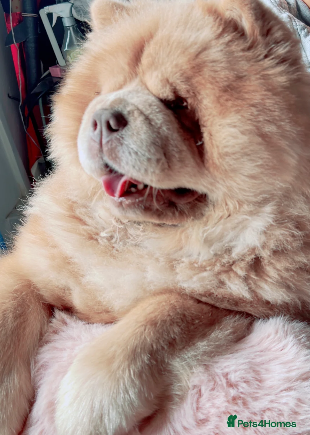 Chow Chow dogs for sale: REDUCED REAL TEDDY BEAR CHOW - Advert 9