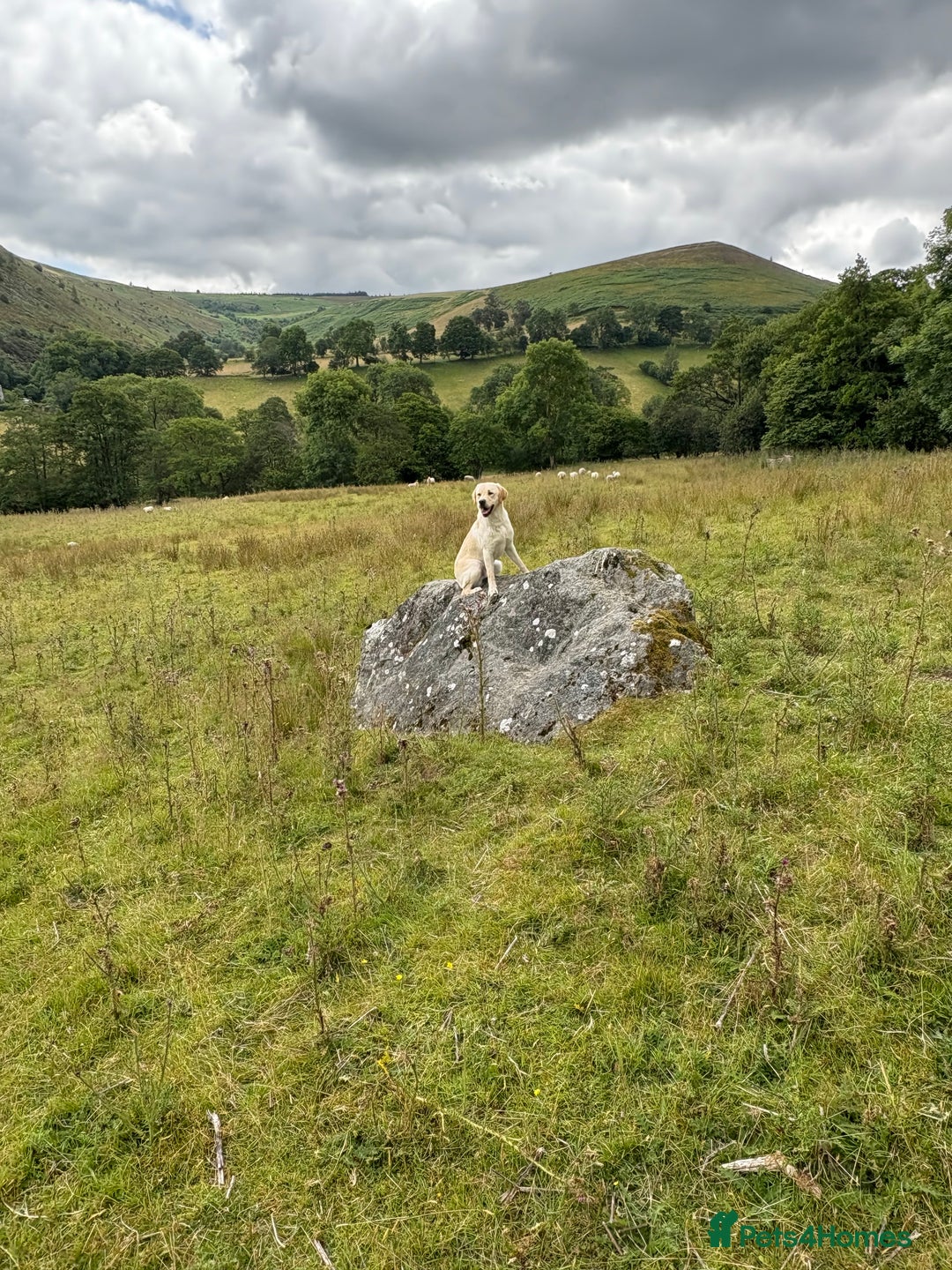 Labrador Retriever dogs for sale: Part trained 14 month old male male amazing pet  - Image 10