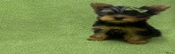 Yorkshire Terrier dogs for sale: SMALL GIRL ONE LEFT - Advert 15