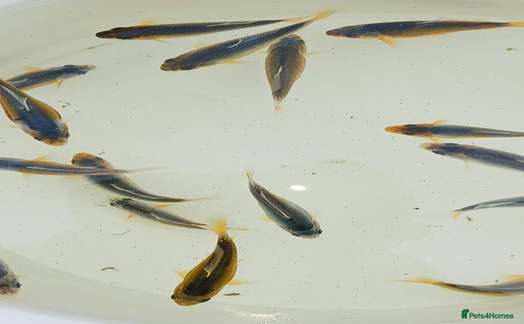 Koi Carp fish - Advert 1