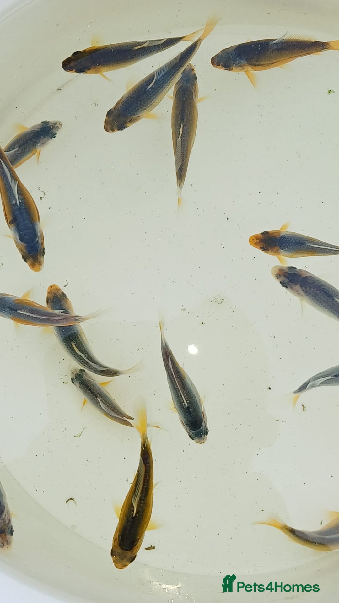 Koi Carp fish for sale: Asagi fry 2-3 inches  - Image 1