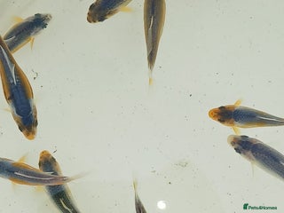 Koi Carp fish - Advert 23