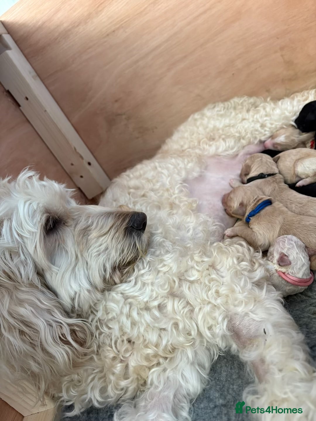 Mixed Breed dogs for sale: Bernedoodle - Image 12