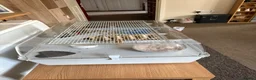 Hamster rodents for sale: Russian Dwarf Hamster and Cage  - Advert 5