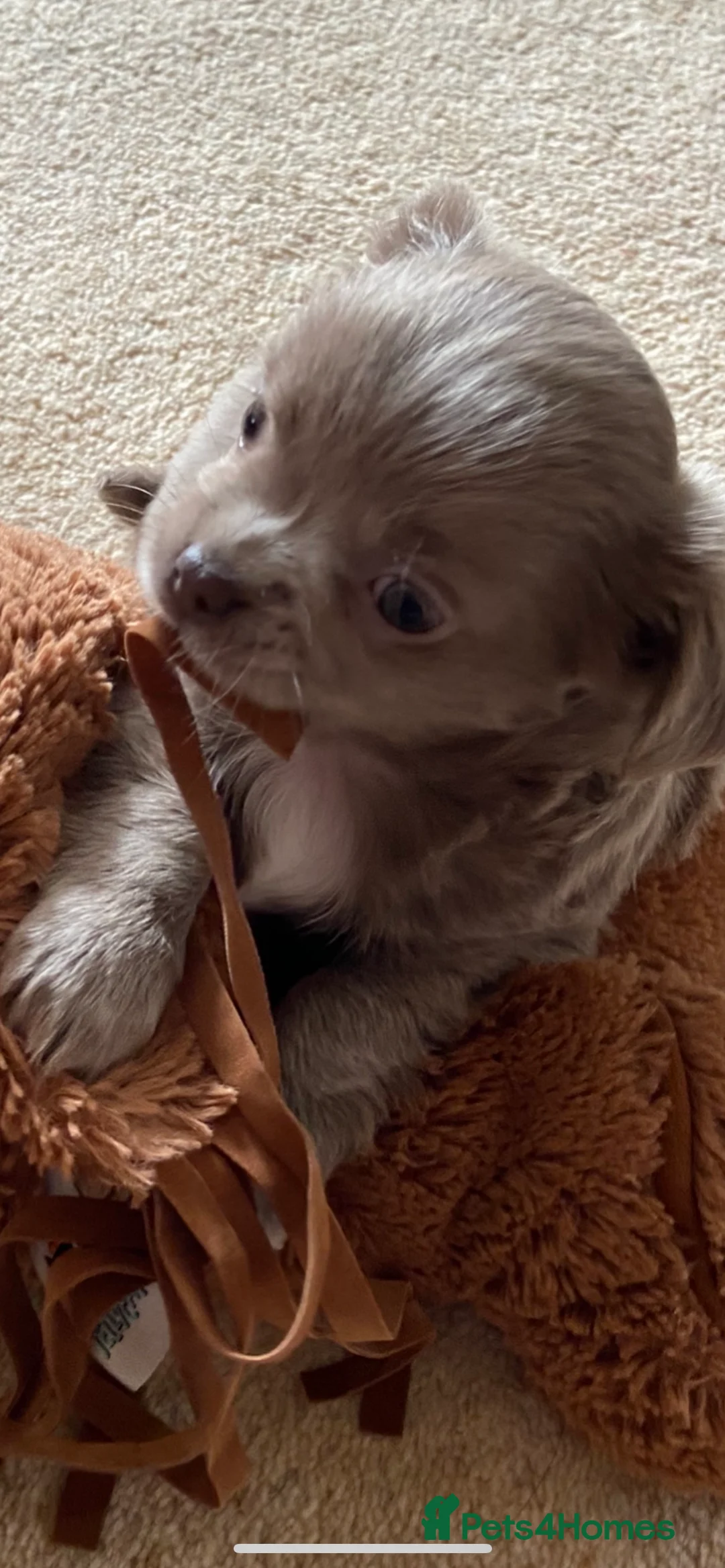 Chihuahua dogs for stud: KC Registered Blue Double KB in Chorley - Advert 14