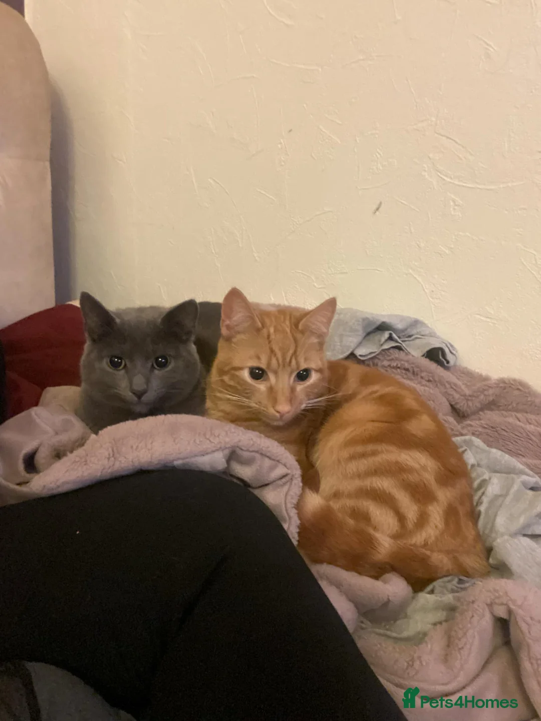 Mixed Breed cats for sale: Rehoming Cats  in Grimsby - Advert 1