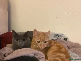 Mixed Breed cats Rehoming Cats in Grimsby - Advert 1