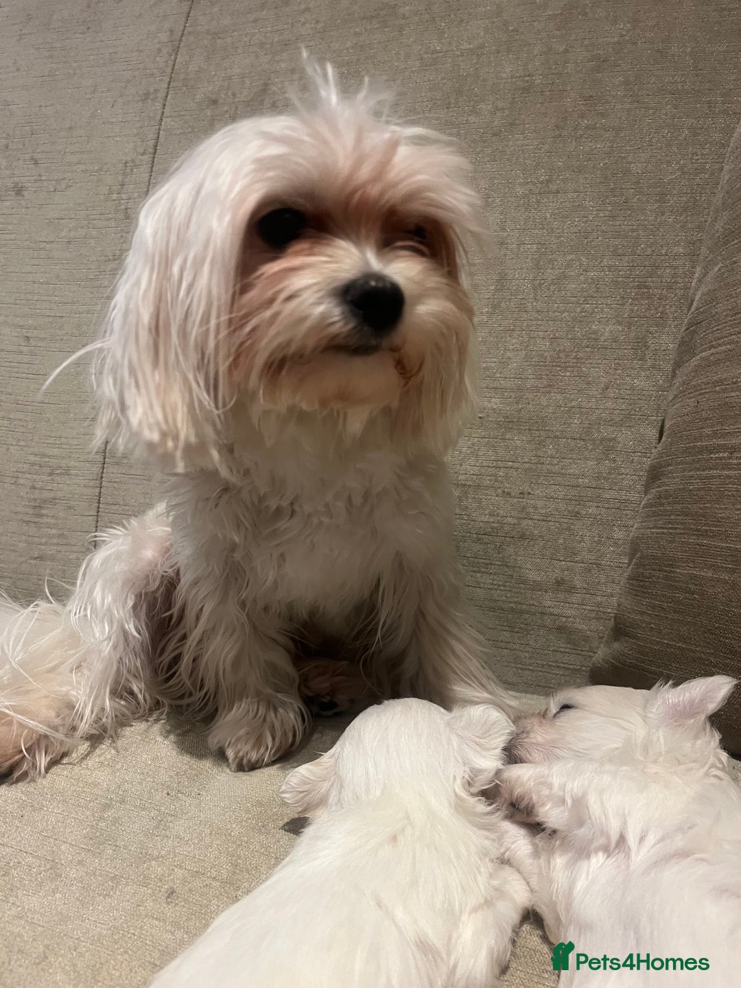 Maltese dogs for sale: Tiny Korean Maltese Boys - Advert 4