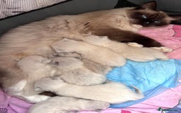 Ragdoll cats for sale: Beautiful Ragdoll Kittens ready to go!💙 - Image 19