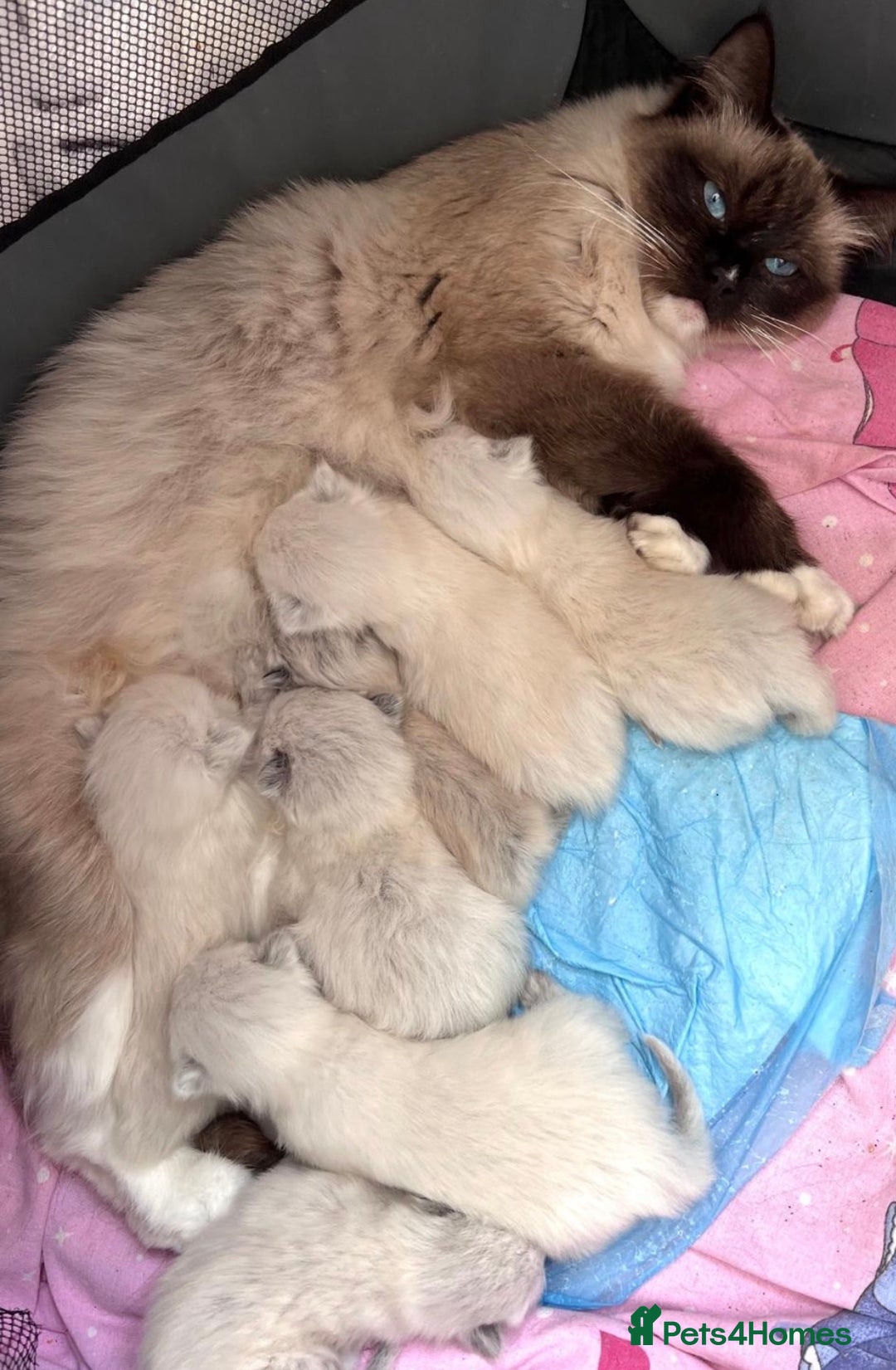 Ragdoll cats for sale: Beautiful Ragdoll Kittens ready to go!💙 - Image 19
