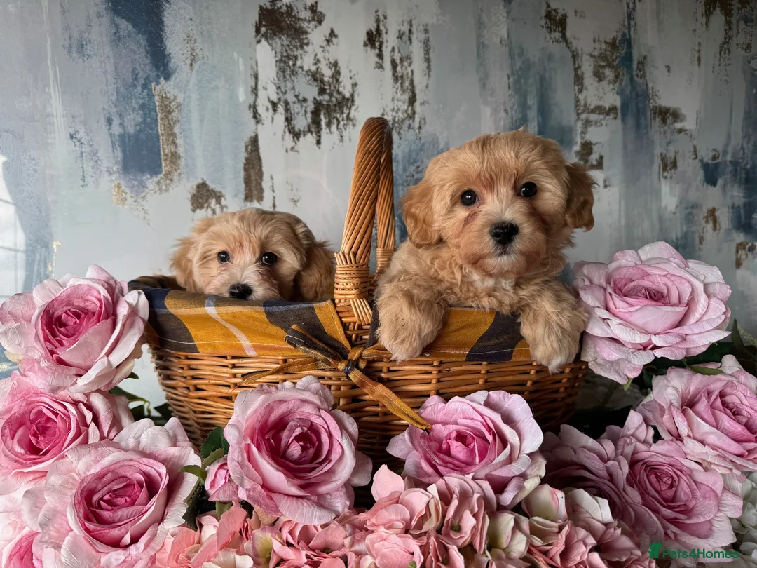 Maltipoo dogs for sale: Exceptional litter of F1 Maltipoo puppies - Advert 2