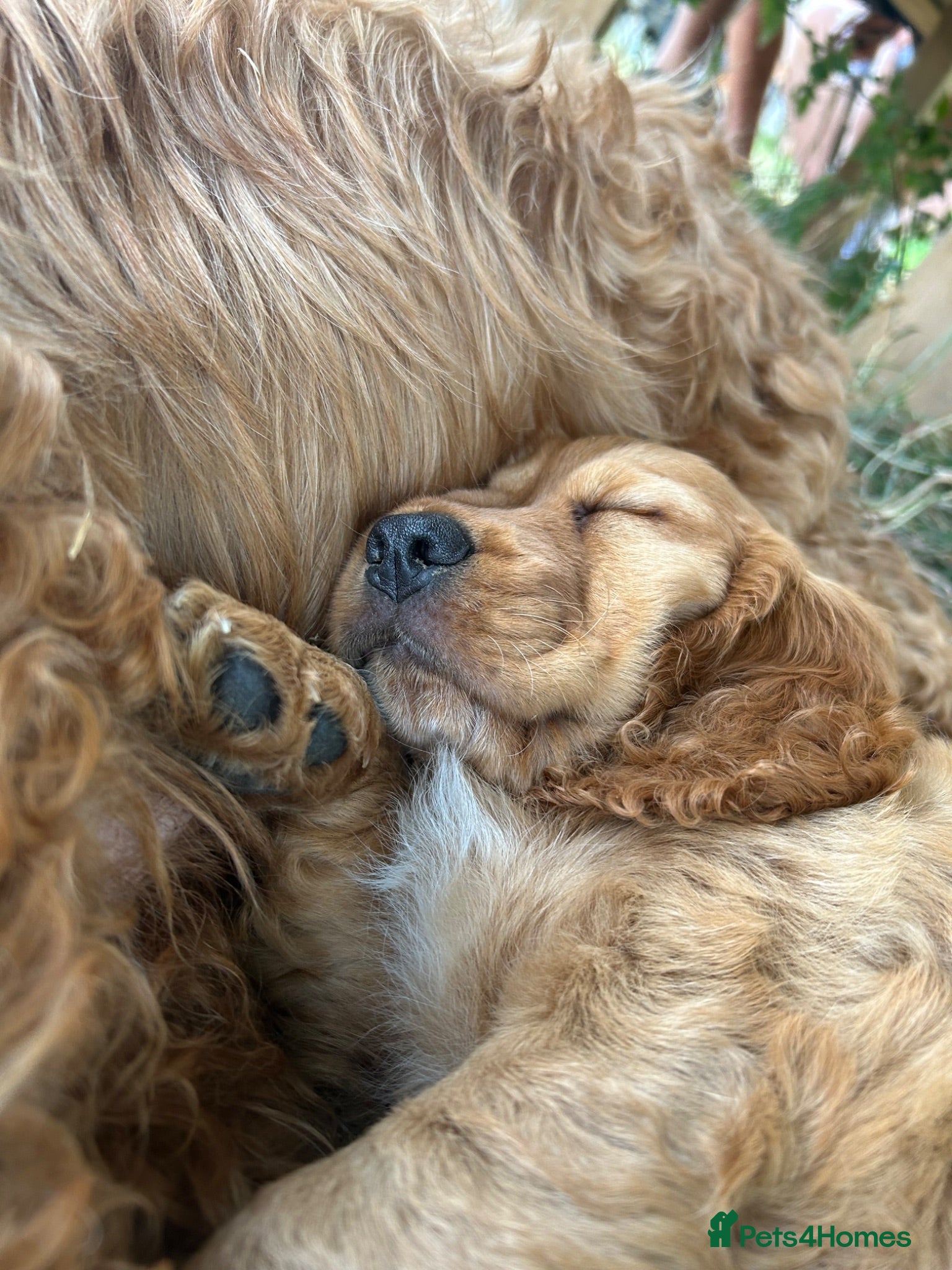 Cockapoo dogs red beautiful boy cockapoo puppy  - Advert 5