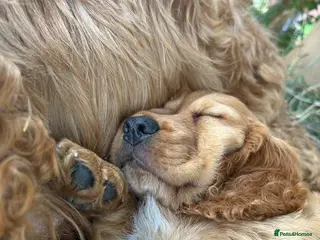 Cockapoo dogs red beautiful boy cockapoo puppy - Advert 5