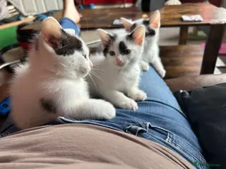 Ragdoll cats Half ragdoll kittens mother is a purebred ragdoll - Advert 12