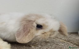 Mini Lop rabbits for sale: *Gorgeous baby mini lops, boys and girls* - Advert 6