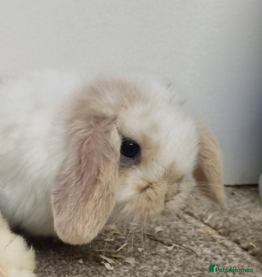 Mini Lop rabbits for sale: *Gorgeous baby mini lops, boys and girls* - Advert 6