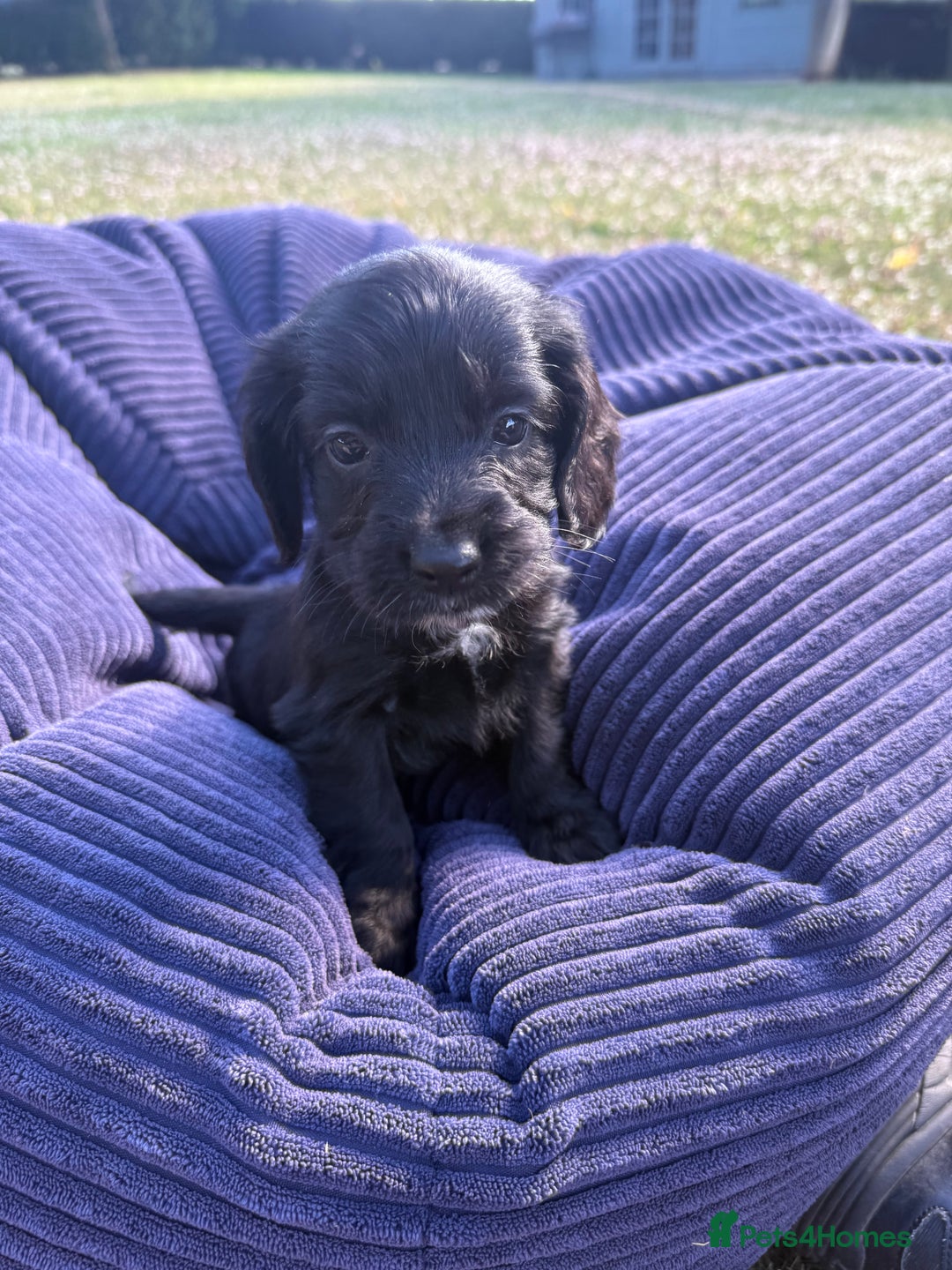 Cockapoo dogs for sale: Cockapoo puppies F1 READY TO LEAVE 🏡🥰 in Leicester - Image 10