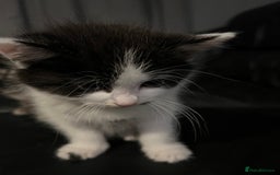 Domestic Shorthair cats for sale: Kittens - Image 4