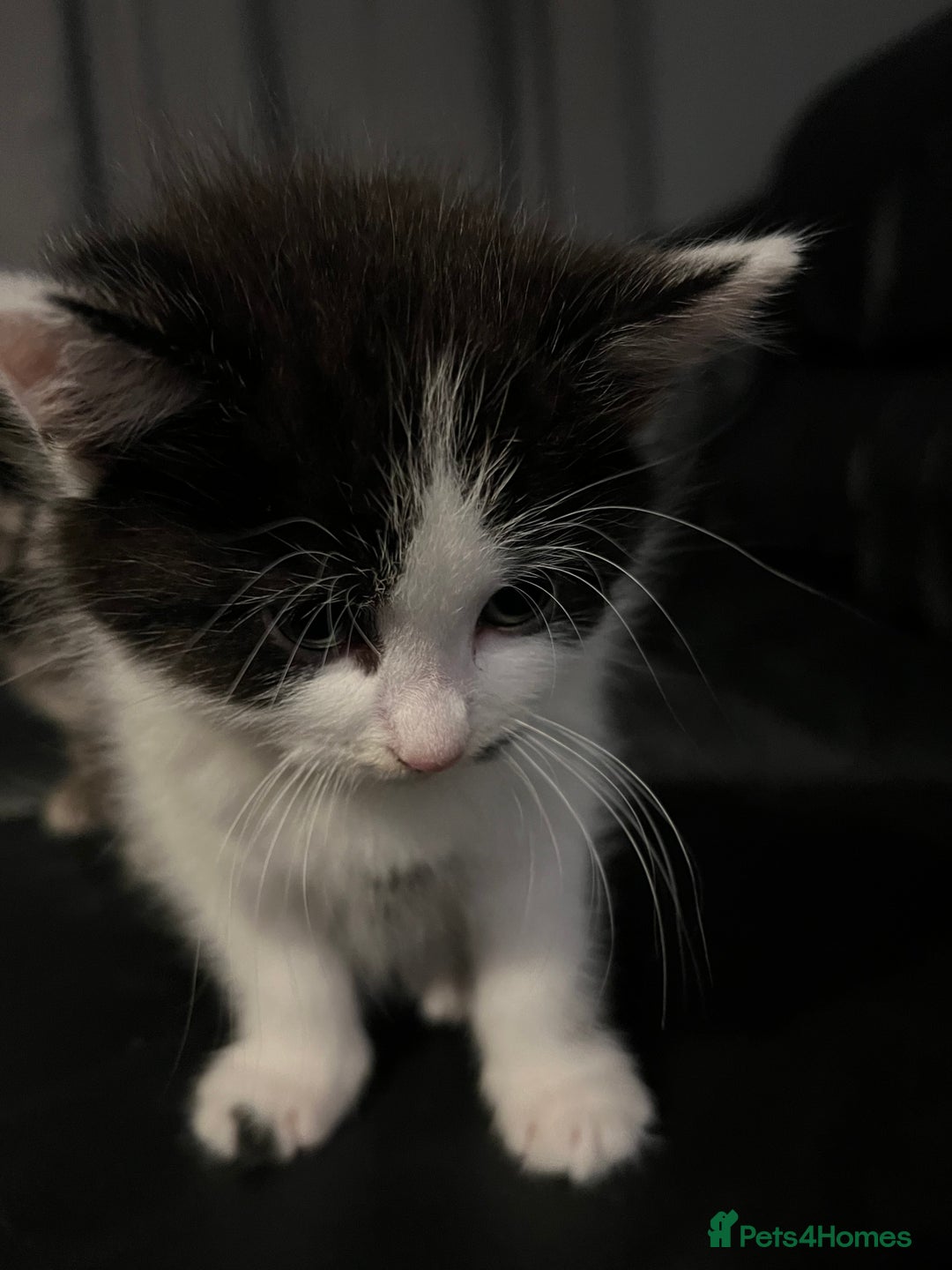 Domestic Shorthair cats for sale: Kittens - Image 4