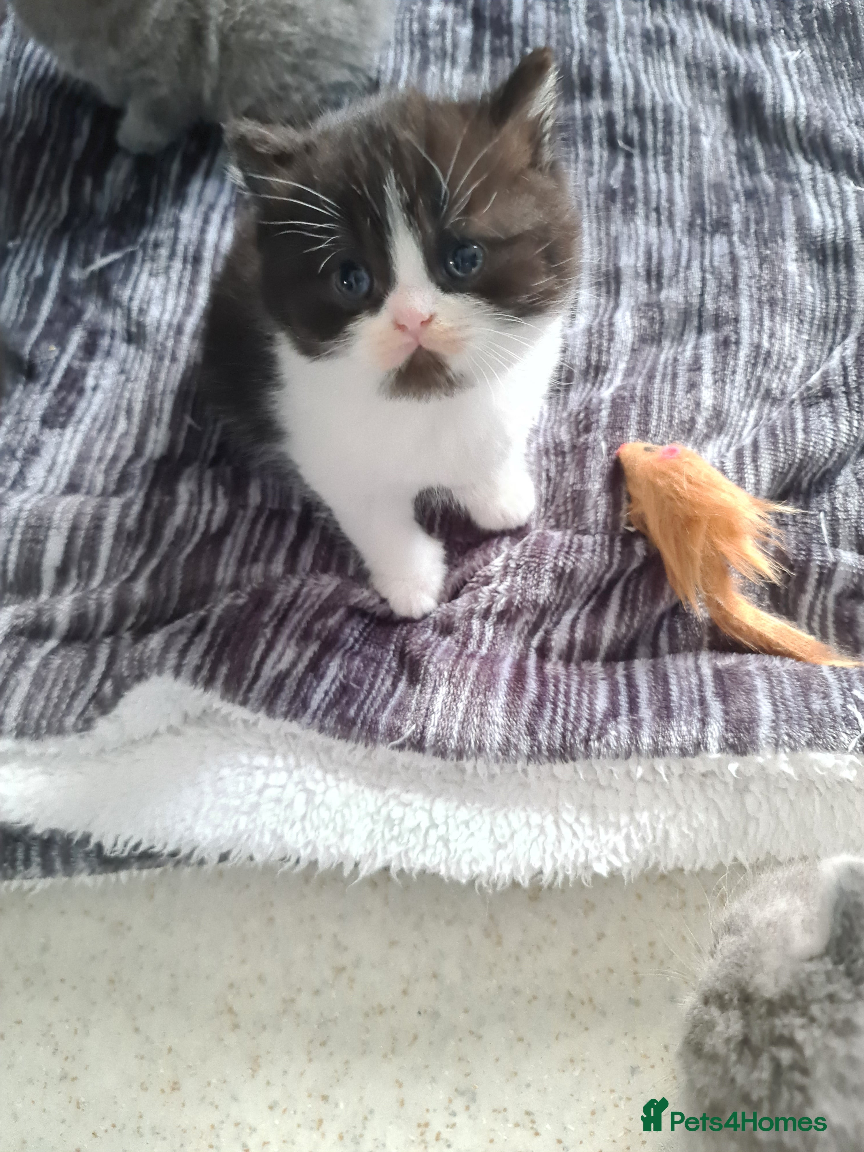 British Shorthair cats British shorthair kittens *LAST 2 KITTENS* - Advert 9