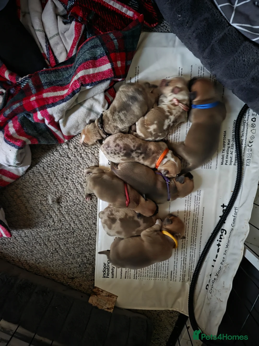 Mixed Breed dogs for sale: Puppies for sale  - Advert 3