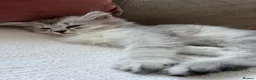 British Longhair cats for sale: British Longhair little kittens  - Advert 28