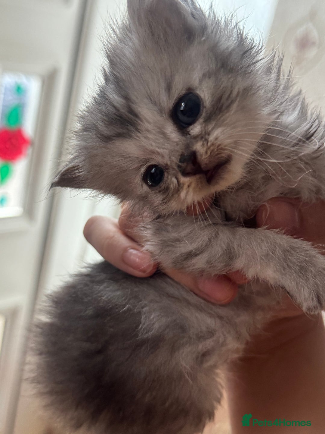 Persian cats for sale: READY TO GO! SMALL TEDDY BEAR PERSIAN KITTEN MALE - Image 3