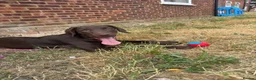 Springador dogs for sale: 6 month old female puppy  in Shefford - Advert 2