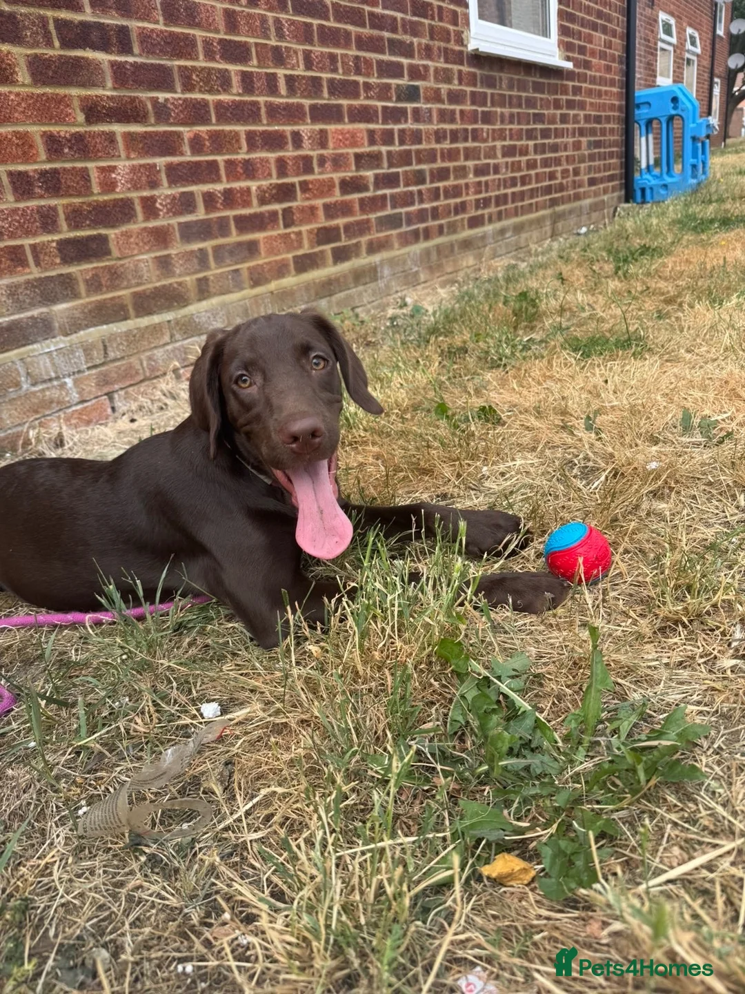 Springador dogs for sale: 6 month old female puppy  in Shefford - Advert 2