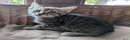 Domestic Shorthair cats for sale: Gorgeous kittens - Advert 2