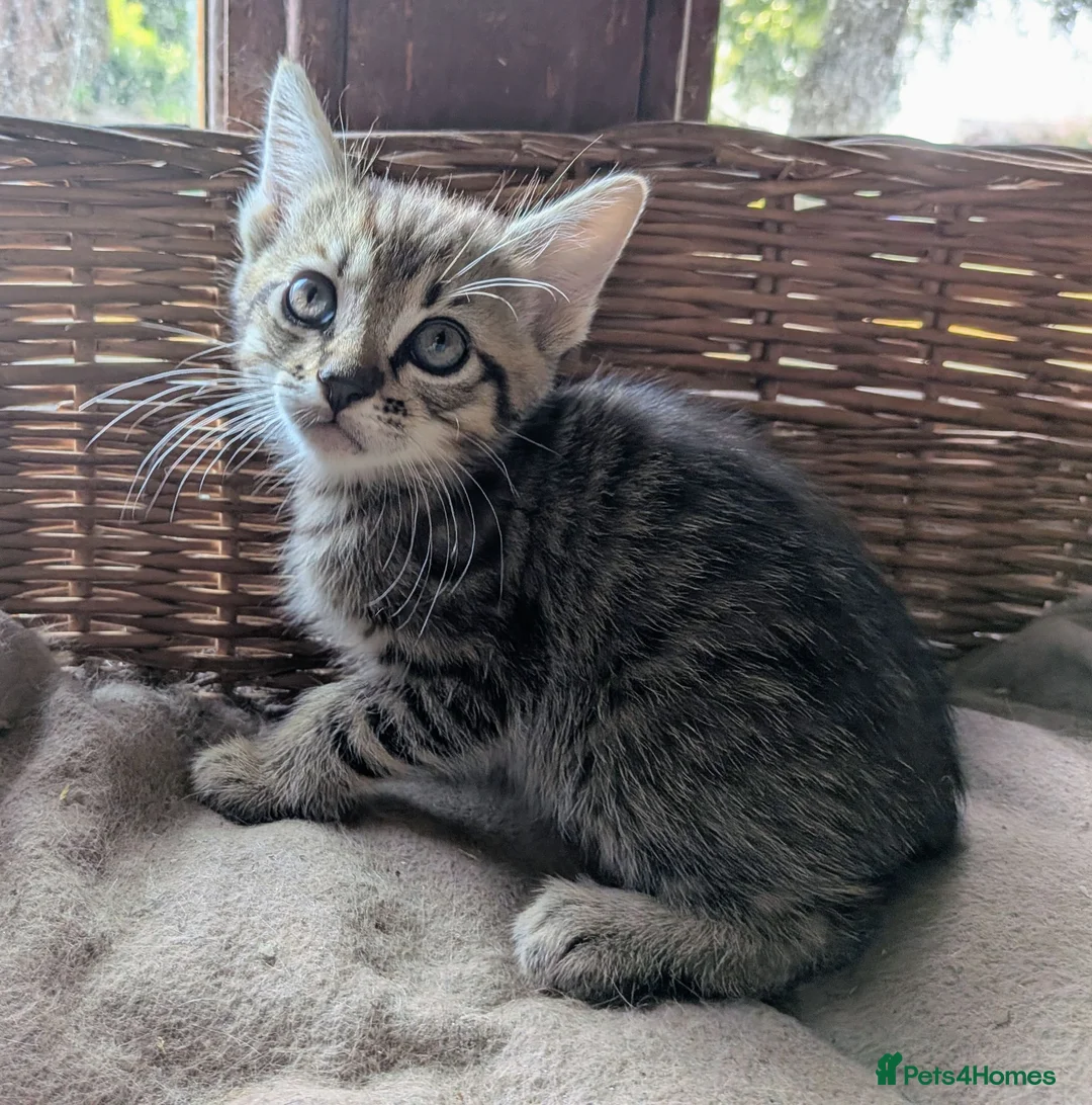 Domestic Shorthair cats for sale: Gorgeous kittens - Advert 2