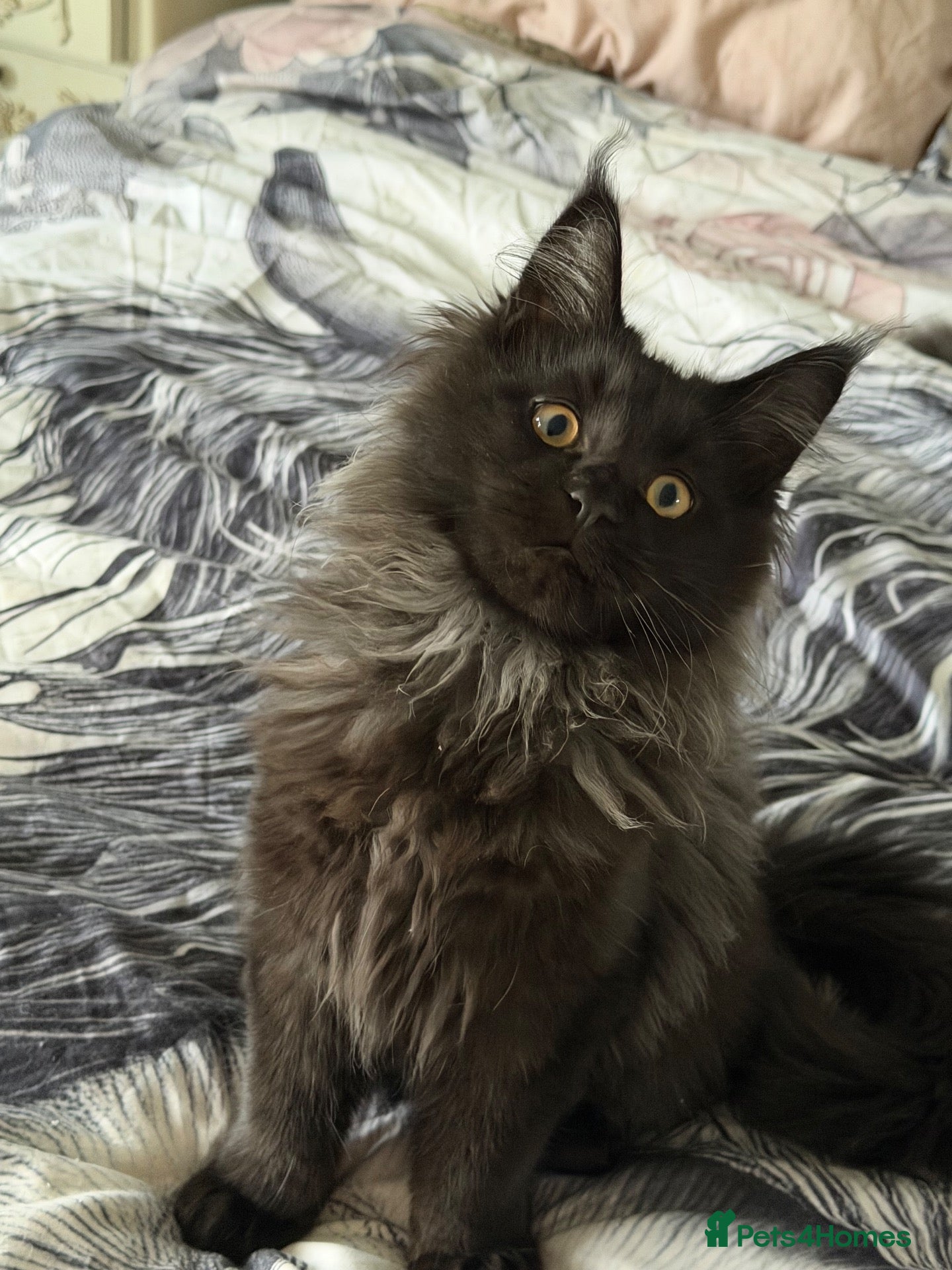Maine Coon cats for sale: Active Tica reg black smoked male Maine coon - Advert 1