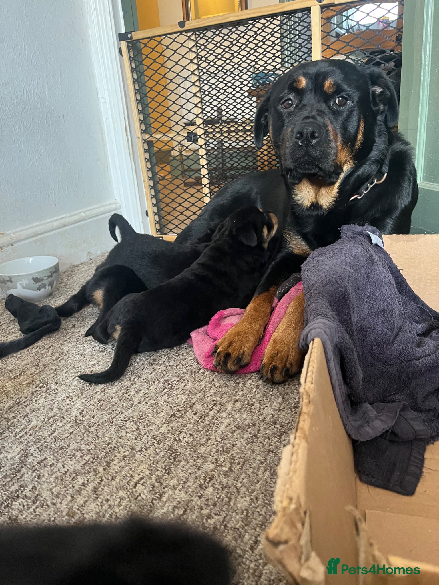 Rottweiler dogs for sale: Beautiful Chucky rottie pups - Advert 1