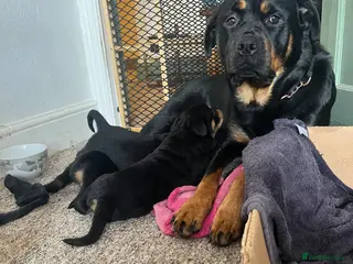 Rottweiler dogs Beautiful Chucky rottie pups - Advert 1