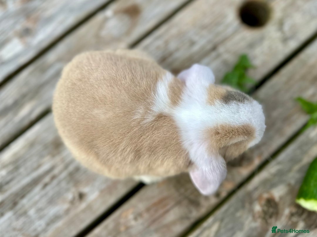 Mini Lop rabbits for sale: 2 mini lops for sale, 1 male 1 female - Image 9