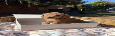 Mini Goldendoodle 7