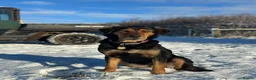 Mixed Breed dogs for sale: Huntaway X kelpie pups  - Advert 11