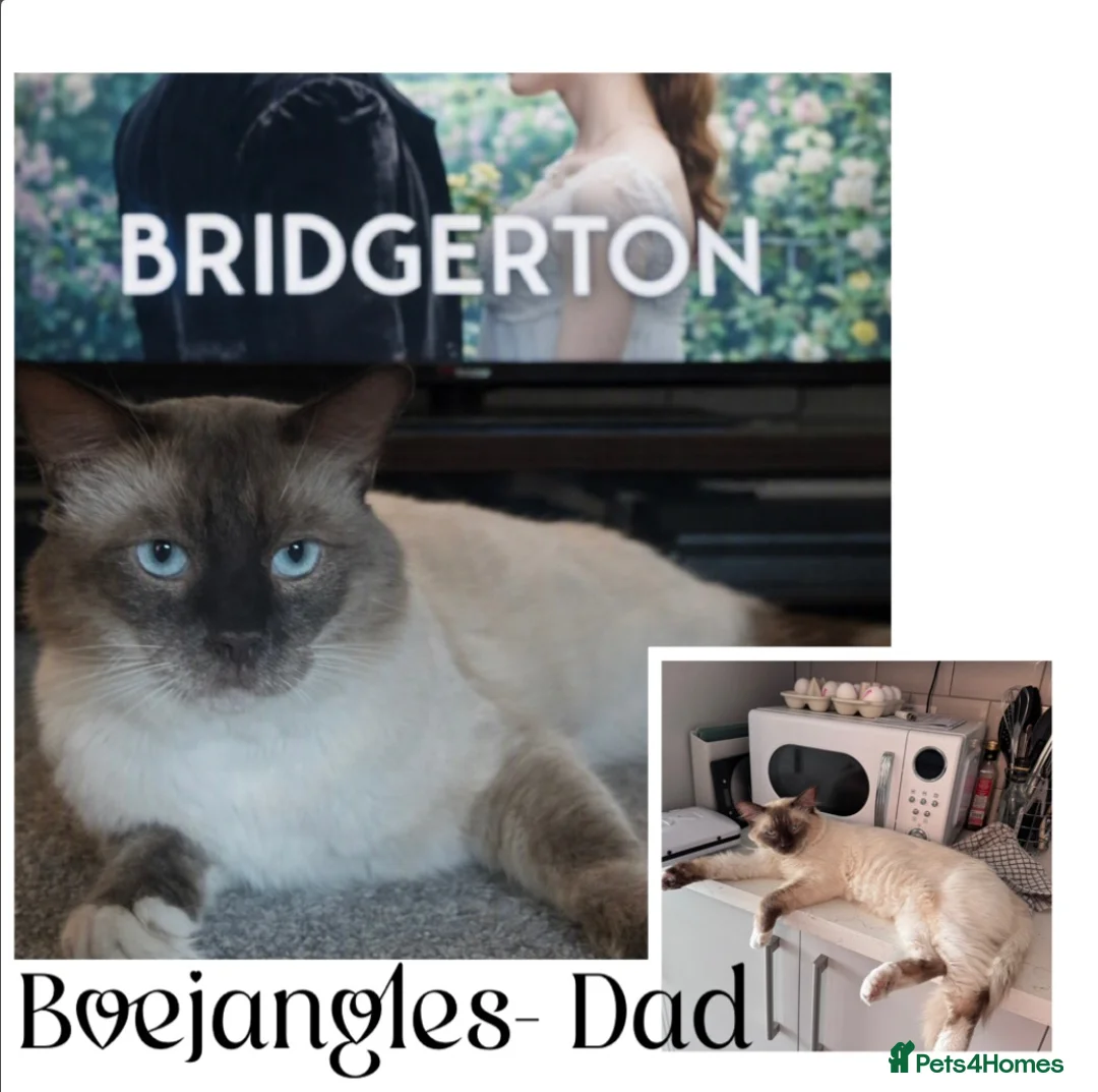 Ragdoll cats for sale: Chocolate Ragdolls  - Advert 7